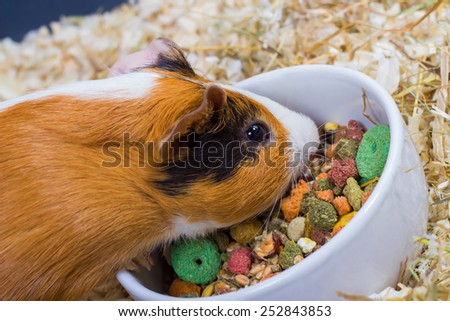 Guinea pig eating from a white bowl. Closeup