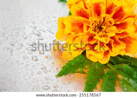 Marigold on a silver background  with drop water