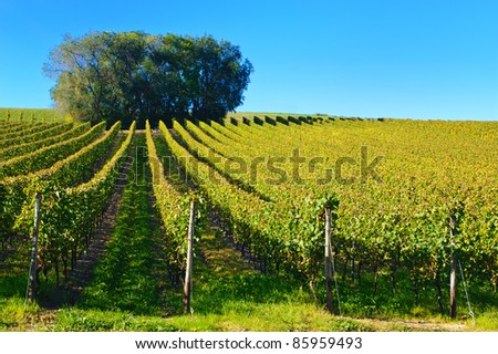 Vineyard in Oppenheim/Germany in autumn