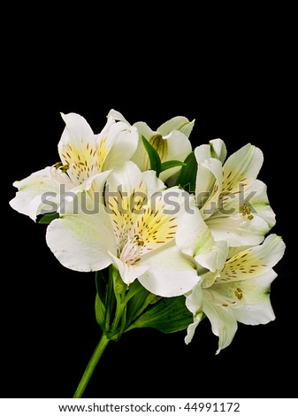 stock photo White Peruvian lilies Alstroemeria on black background