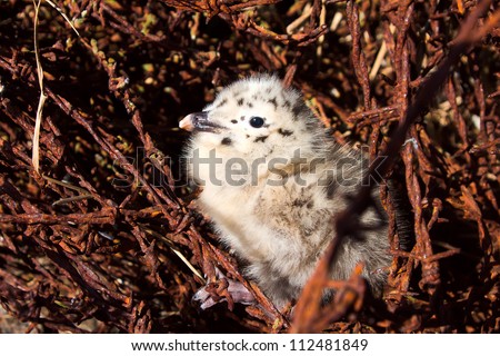 War traces: attractive baby bird of a seagull who was born among a barbed wire
