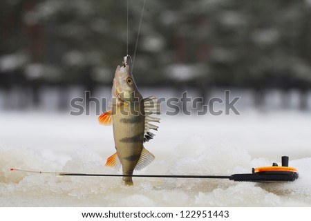 freshwater perch fish  on the ice fishing first in new year