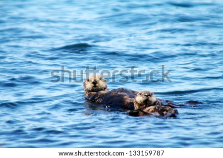 Floating sea otter (mother with a last year\'s cub). Commander Islands