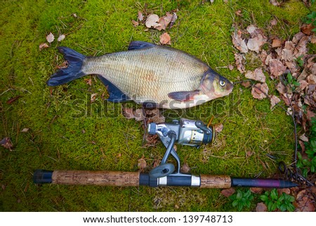 bream fish among snags and stones on the bank of the forest lake