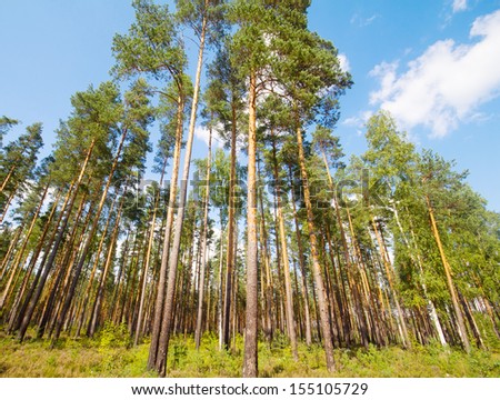 high pine trees in the summer afternoon