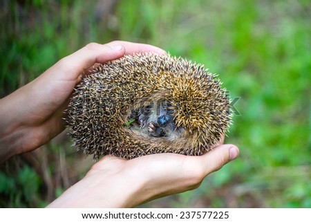 hedgehog in hands trust leaving care