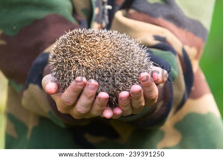 hedgehog in hands trust leaving care