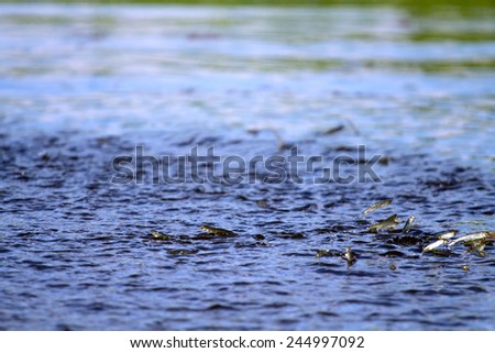 juvenile fish jumps out of the water