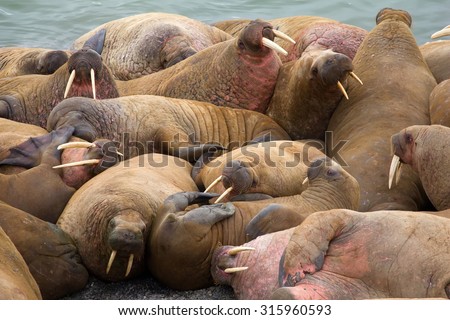 Group of Atlantic walruses (Odobenus rosmarus rosmarus) on haulout, Vaygach island, Barents sea