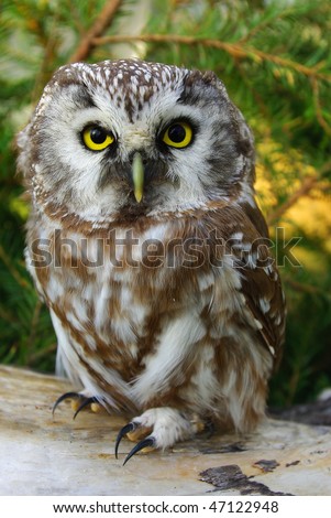 Owl (Aegolius funereus) on a tree branch in different poses
