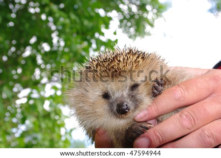 The hedgehog in human hands, looks screw up ones eyes in an objective