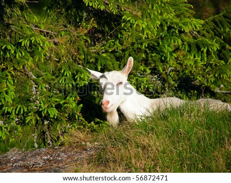 Goats on free maintenance, it is isolated, on island.