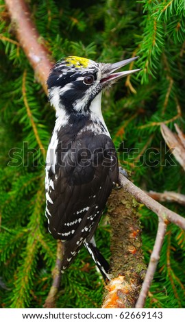 Poznate, nepoznate retke ptice naše Srbije Stock-photo-woodpecker-picoides-tridactylus-sitting-on-a-fur-tree-branch-62669143