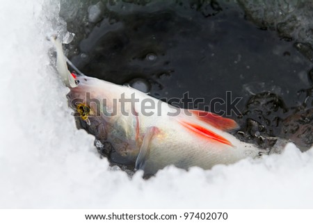 The caught fishes on a ice spinner fishing