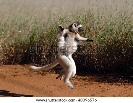 The dancing Lemur.