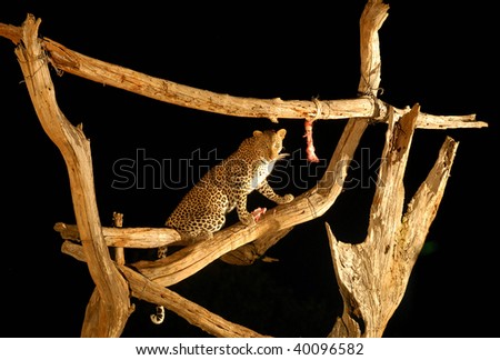 A Leopard comes to a baited tree at Ngulia safari Lodge Tsavo West Kenya.