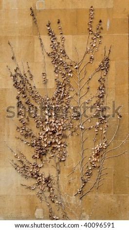 Dead ivy leaves on the end wall of Pulteney Street Bath UK
