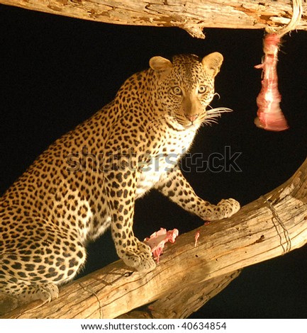 leopard at a baited tree at ngulia safari lodge kenya