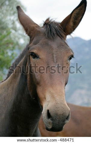 mule with one ear forward and one ear back