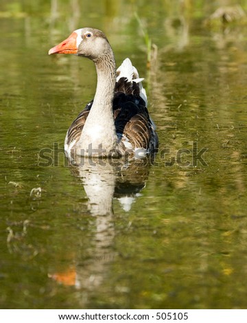goose on utah lake portrait format with reflection