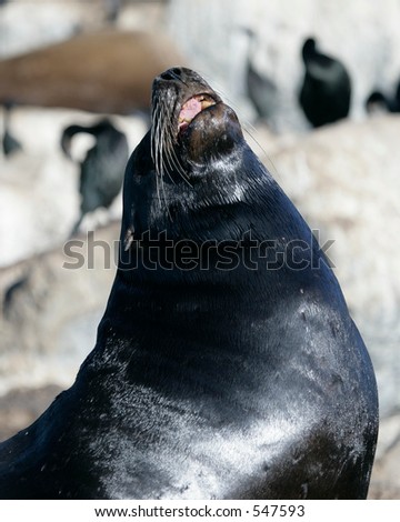 Barking Seal