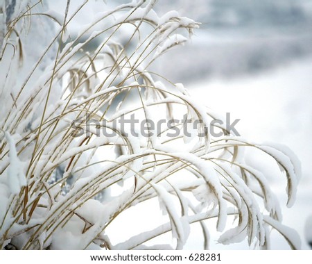 weeds bowed down by snow