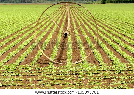 Rows of vegetable starts and wheeled irrigation pipe at a farm in the Willamette Valley in northwest Oregon