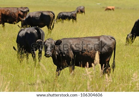 Angus feed cattle grazing in a summer field
