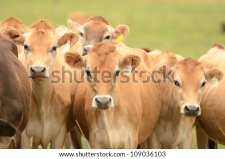 Jersey milk cows in a field in the dairy region of Northwest Oregon