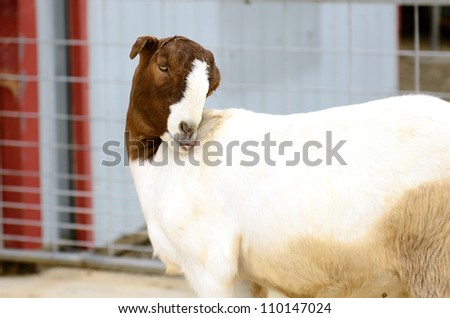 meat goats at a small farm in the Willamette Valley in Oregon