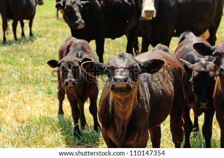 Angus cross calves grazing in a field in the Willamette Valley in Oregon