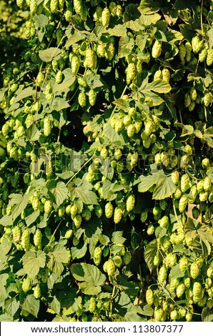 Willamette Valley Oregon hops just before being harvested