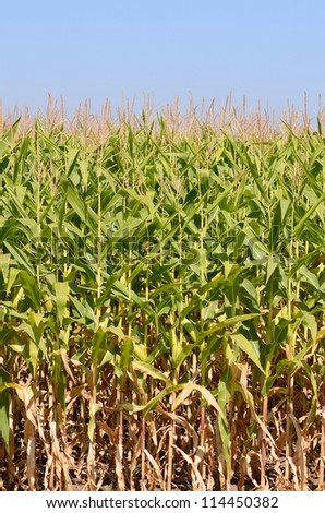 Wall of field corn being grown in the Willamette Valley in Oregon
