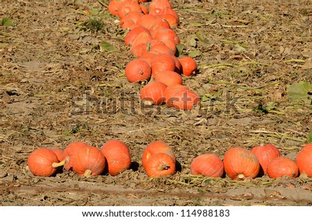 A large field of pumpkins lie in wait for pickup for Halloween