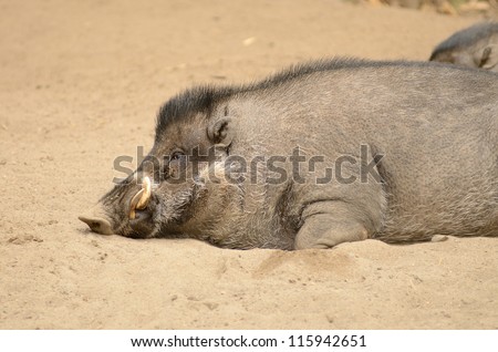 Visayan warthy pig rooting into the ground to stay cool on a warm day