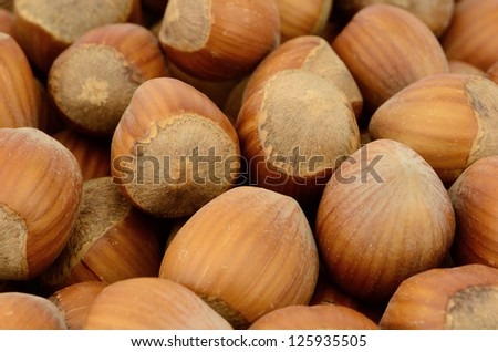 filberts or hazelnuts nuts in the studio, Good source of essential nutrients.