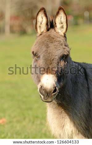Miniature donkey grazing on new grass in a pasture in Oregon