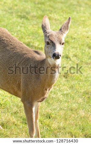 Young blacktail deer, a subspecies of mule deer, graze on fresh grass at a golf course