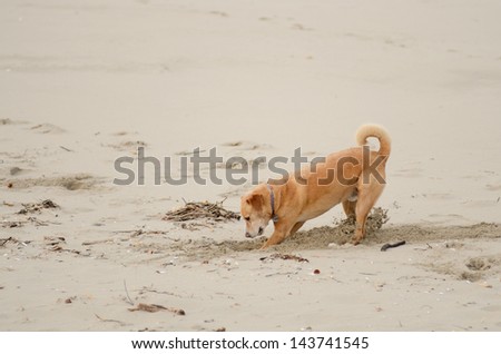 Beach Dog digging in the sand on the Oregon Coast
