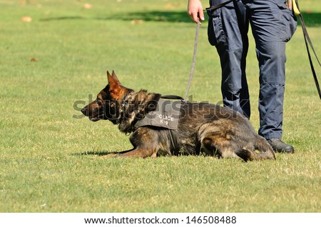A police K9 dog works with his partner to apprehend a bad guy during a demonstration
