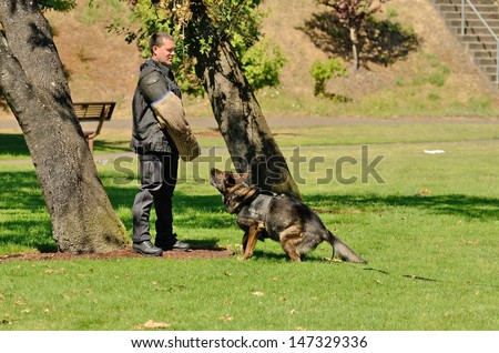 ROSEBURG, OR - JUNE 29: A police K9 dog works with his partner to apprehend a bad guy during a demonstration in Roseburg Oregon, USA on June 29, 2013