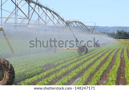 Irrigating newly planted corn using a center pivot system in the Willamette Valley of Oregon