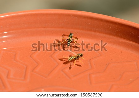 Group of yellow jacket bees getting water from a clay bird feeder