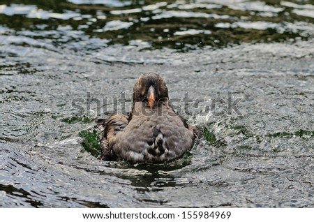 Tufted Puffin, Fratercula cirrhata, female cleaning herself in the cold ocean water