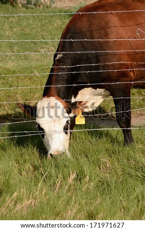 Criollo cattle, Florida Cracker Cattle, in the marsh land near the Gulf of Mexico near Galveston Texas
