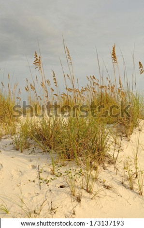 Sea oats, Uniola paniculata, is an important plant species that stabilizes shifting sand dunes along the Gulf of Mexico near Pensacola