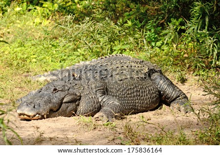 American alligator (Alligator mississippiensis), in a swamp area near Tampa Bay, Florida