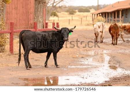 Texas cattle roaming the grounds of a abandoned pancake restaurant in northeastern Arizona