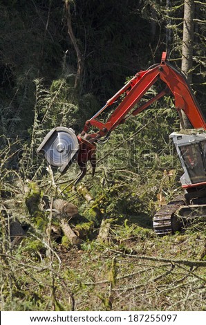 Track mounted forestry feller buncher cutting down down fir trees at a logging site in Oregon
