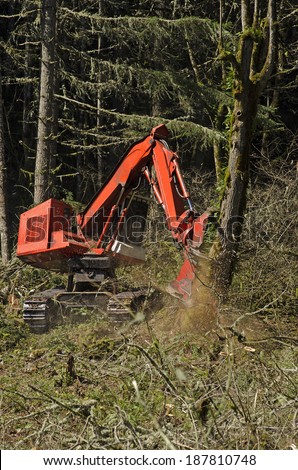 Track mounted forestry feller buncher cutting down down fir trees at a logging site in Oregon